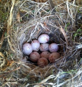 Cyanistes caeruleus eggs